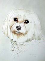 Maltese dog pet portrait